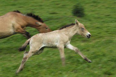 Przewalskis Horse running, Equus przewalskii clipart
