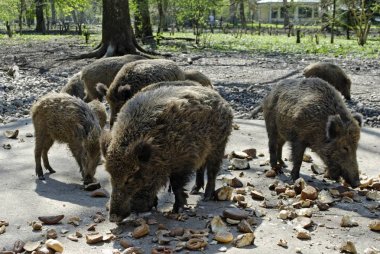 Gruenwald Gruenwald near Munich Bavaria Germany Sauschuett Sauschuett nature trail feeding of the wild boars wild pigs clipart