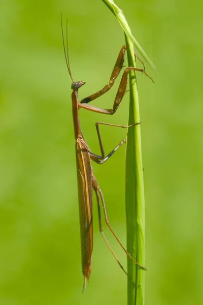 Insecto Religioso Mantis Planta — Foto de Stock
