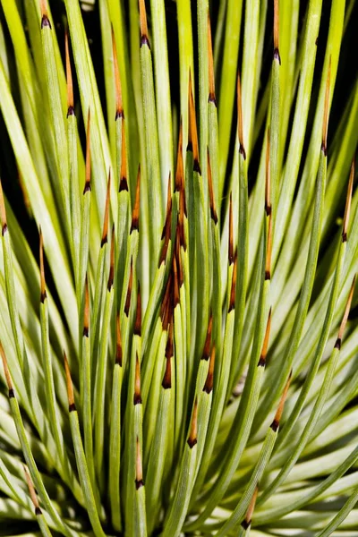 Agave Kaktus Växt Nära Upp Skott Agavaceae Agave Stricta — Stockfoto