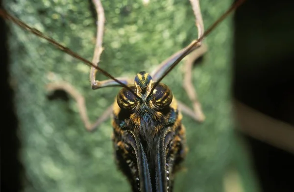 Tutup Dari Giant Owl Emas Bermata Owl Butterfly Caligo Uranus — Stok Foto