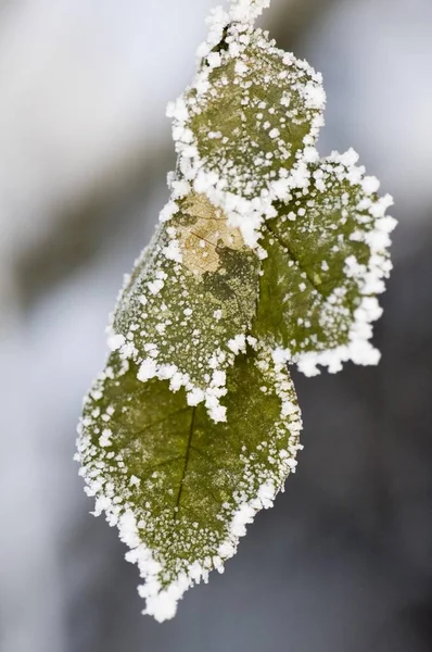 霜と雪の覆われた葉 — ストック写真