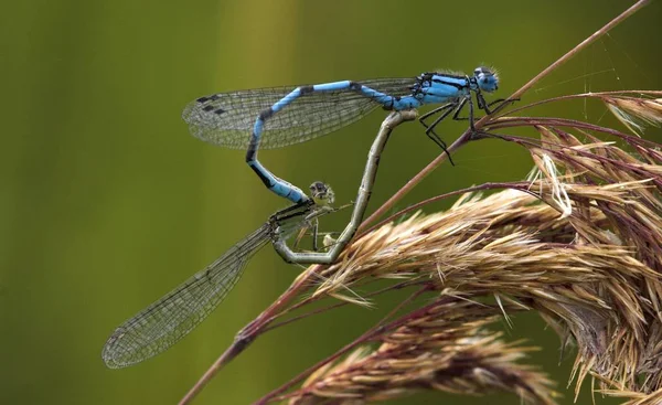 Mouche Demoiselle Azur Coenagrion Appariement — Photo