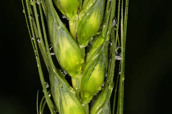 Grain Water Drops — Stock Photo, Image