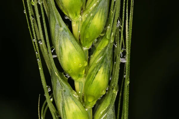 Grano Con Gotas Agua —  Fotos de Stock