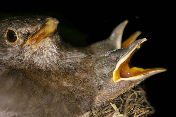 チョンの鳥とブラックバード — ストック写真