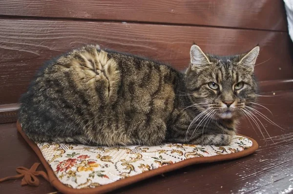 Casa Gatto Seduto Una Panchina Legno — Foto Stock