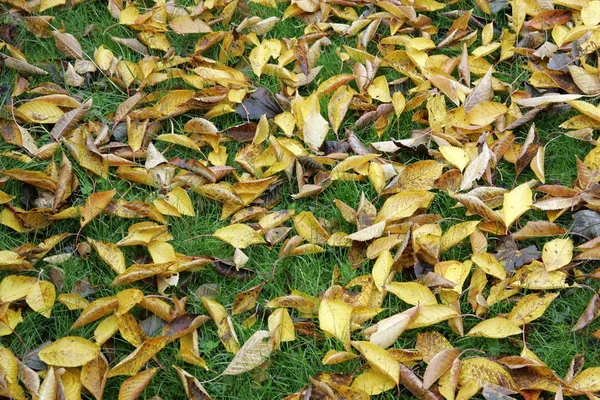 Kirschbaumblätter Herbst Auf Dem Gras Liegend Prunus Avium — Stockfoto