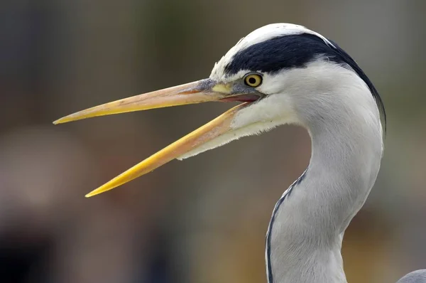 grey heron with open beak