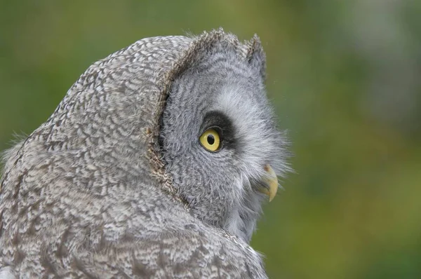 Stor grå Uggla fågel — Stockfoto