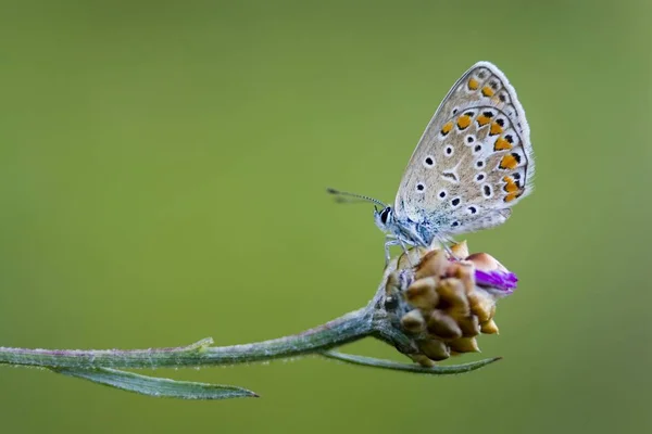 Gewöhnlicher Blauer Schmetterling — Stockfoto