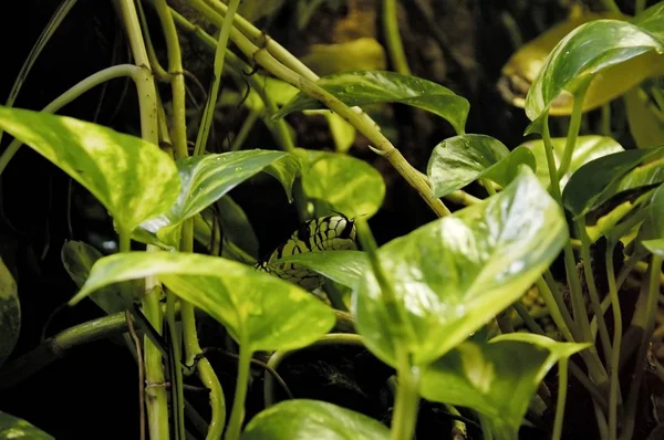 Whip Snake Spilotes Pullatus — Stock Photo, Image