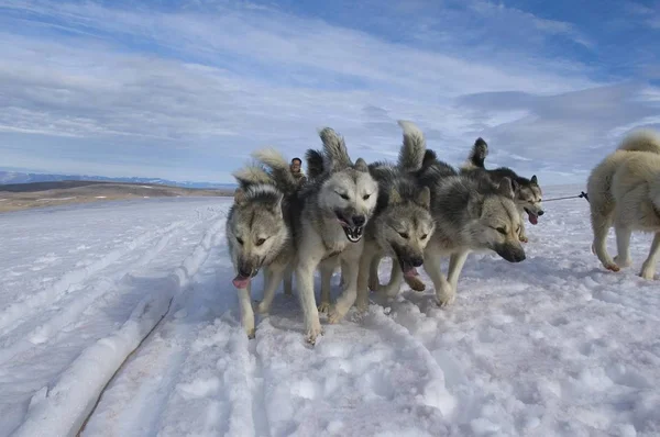 実行しているグリーンランド犬 — ストック写真