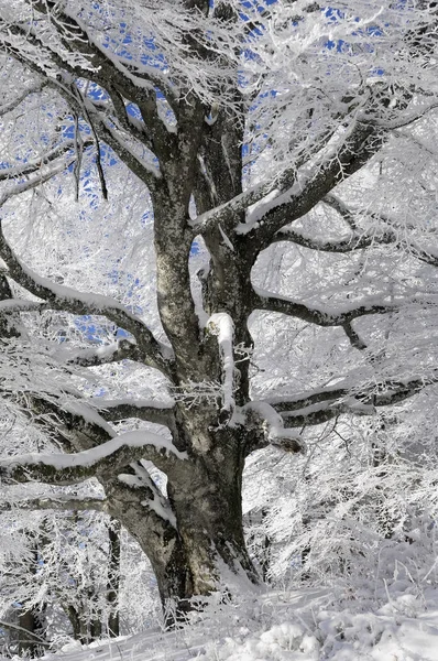 Fagus Sylvatica Árboles Bosque Paisaje Nieve Temporada Invierno —  Fotos de Stock