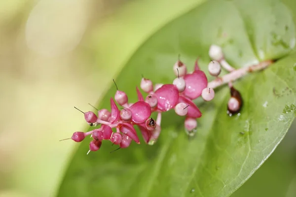 Fiore Cavendishia Complectans Nella Foresta Pluviale Rara Avis Costa Rica — Foto Stock
