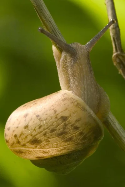 Σαλιγκάρι Κέλυφος Στο Μικρό Φυτό Εξωτερικούς Χώρους — Φωτογραφία Αρχείου