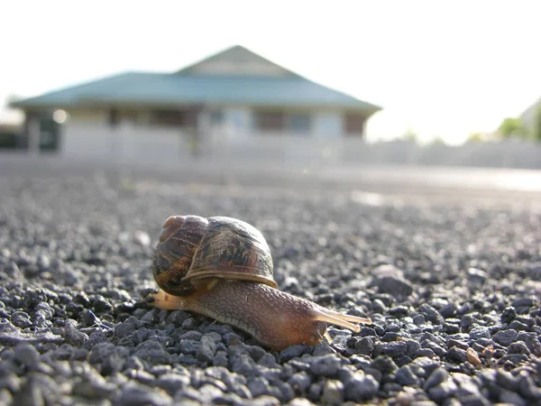 一只小蜗牛在路上 房子在背景上 — 图库照片