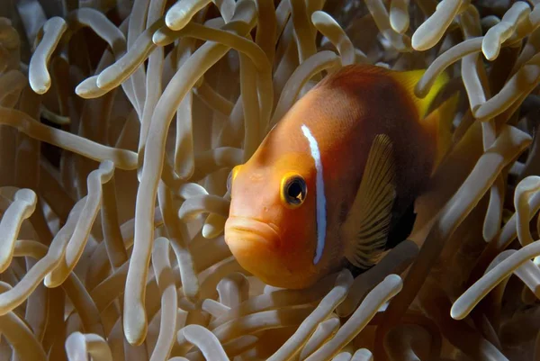 Fahéjszínű Bohóchal Amphiprion Melanopus Vakarufalhi Ari Atoll Indiai Óceán Maldív — Stock Fotó