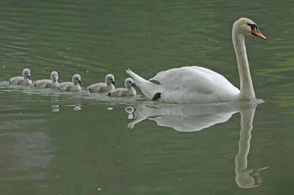 Семья лебедей, купающихся в озере — стоковое фото