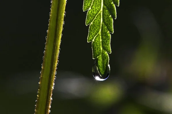 Nahaufnahme Eines Grünen Blattes Mit Wassertropfen — Stockfoto