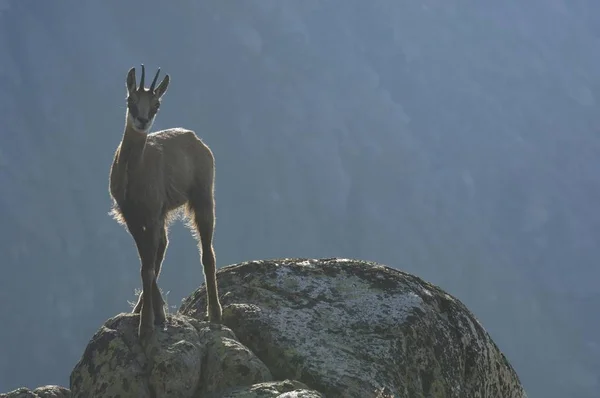 Chamois Rupicapra Rupicapra Debout Sur Rebord Contre Jour Grimsel Berne — Photo