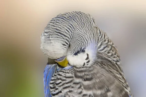 Close Melopsittacus Undulatus — Fotografia de Stock