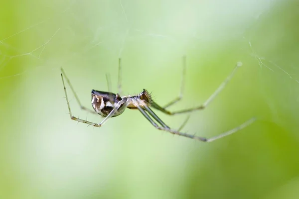 Linyphia Triangularis Örümcek Açık Havada — Stok fotoğraf