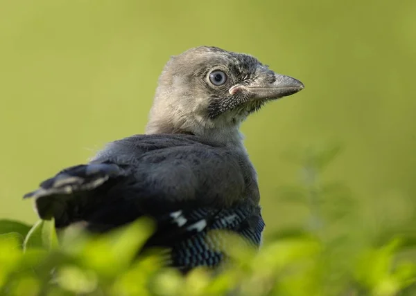 Genç Bayağı Alakarga Garrulus Glandarius Kuş Ağaç Üzerinde — Stok fotoğraf