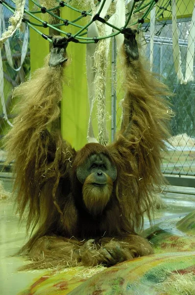 Orang Utan Pongo Pygmaeus Zoo Monachium Niemcy — Zdjęcie stockowe