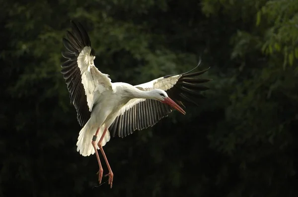 Πετώντας Πουλί Λευκό Πελαργός Ciconia Ciconia — Φωτογραφία Αρχείου