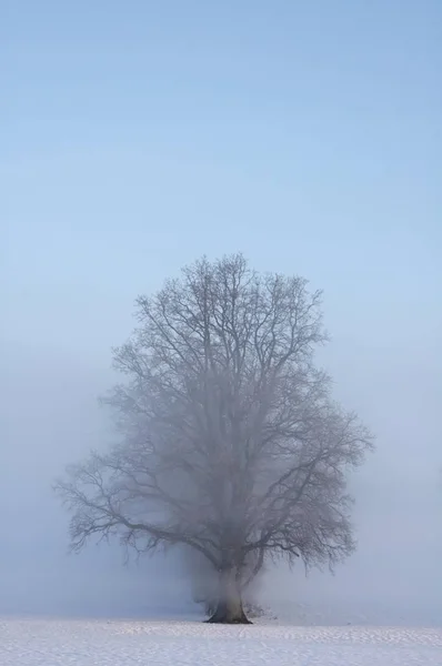 겨울에 외로운 나무 — 스톡 사진