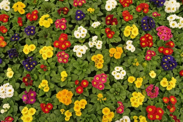Flores de prímula jardinería — Foto de Stock