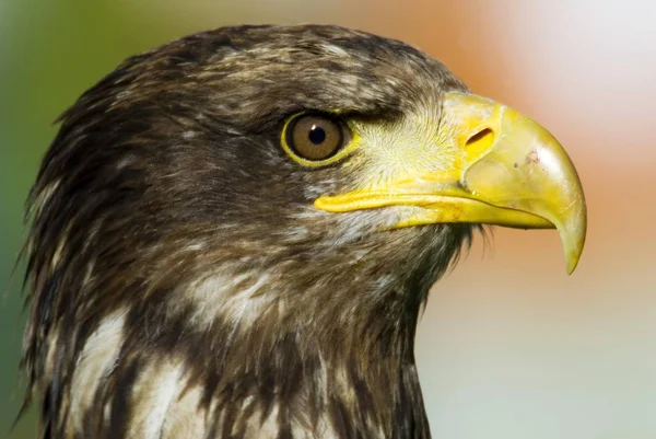 Águila Haliaeetus Albicilla Primer Plano Retrato Cabeza — Foto de Stock