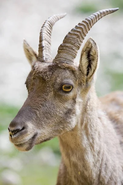 Steenbok Capra Ibex Natuur — Stockfoto
