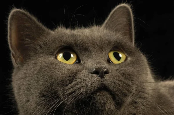 Британская Shorthair Cat Portrait Студии Смотрит Вверх — стоковое фото