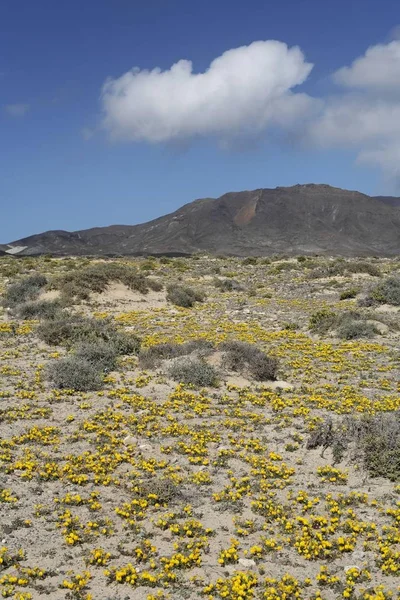 Blooming Restharrow Ononis Hebecarpa Jandia Fuerteventura Canary Islands — Stock Photo, Image