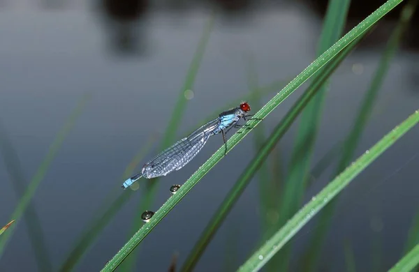 Männliche Rotaugenlibelle Erythromma Najas Auf Grünem Gras — Stockfoto