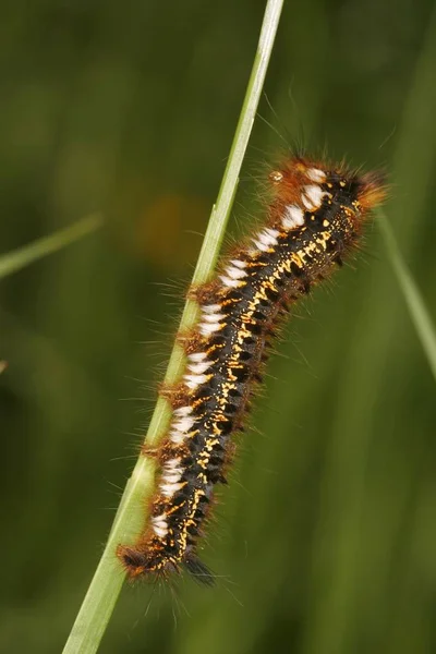 Caterpillar Philudoria Potatoria Fűben — Stock Fotó