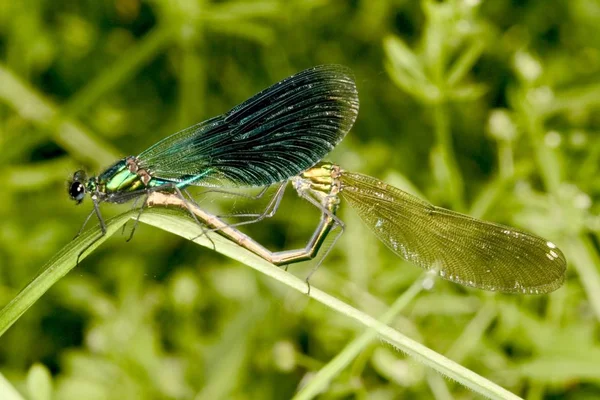 緑の草の上 Calopteryx イワダレゴケ — ストック写真