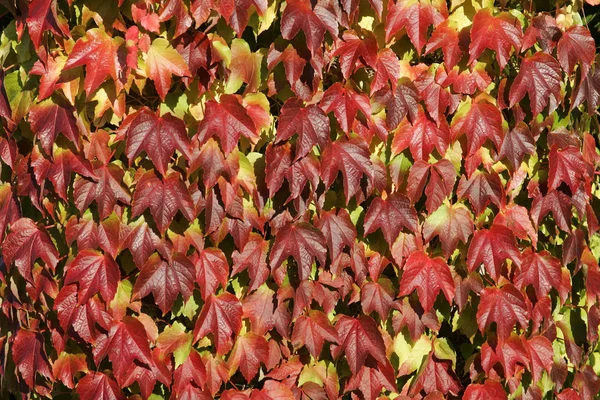 빨간 담 쟁이 잎 — 스톡 사진
