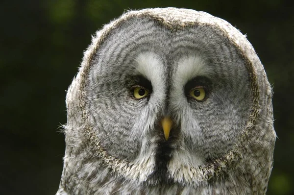 大きな灰色のフクロウ鳥 — ストック写真