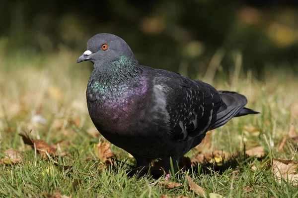 Pigeon Colombe Columba Dans Nature — Photo