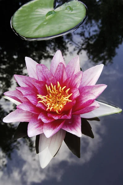 Цветущий Цветок Нимфы Пруду — стоковое фото