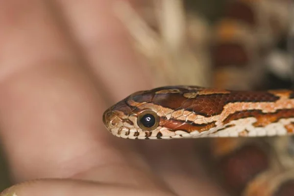 Primo Piano Pantherophis Guttatus — Foto Stock