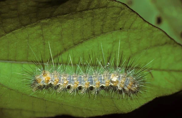 Caterpillar Worm Green Leaf — Stock Photo, Image