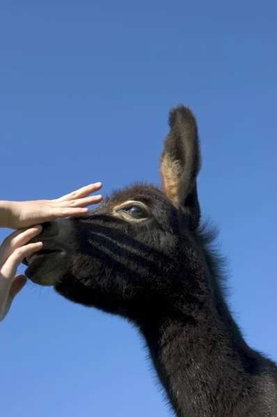 Kleine ezel en kind hand — Stockfoto