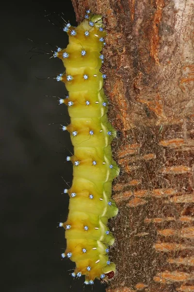 Housenka Saturnia Pavonia Stromě — Stock fotografie