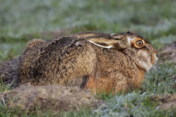 Siedzi Szarak Lepus Europaeus — Zdjęcie stockowe