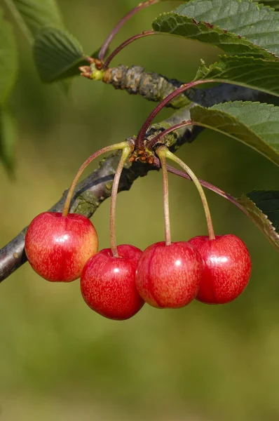 Sötkörsbär Gren Bttners Rote Knorpelkirsche — Stockfoto