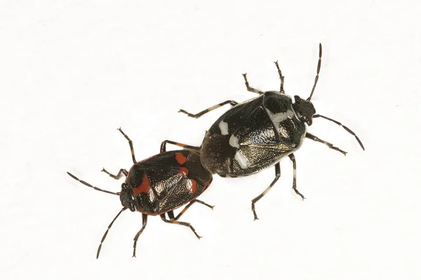 Eurydema Oleraceum — 스톡 사진